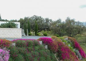 Driveway tubs in bloom