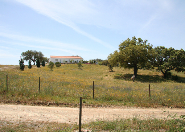 View from North boundary.