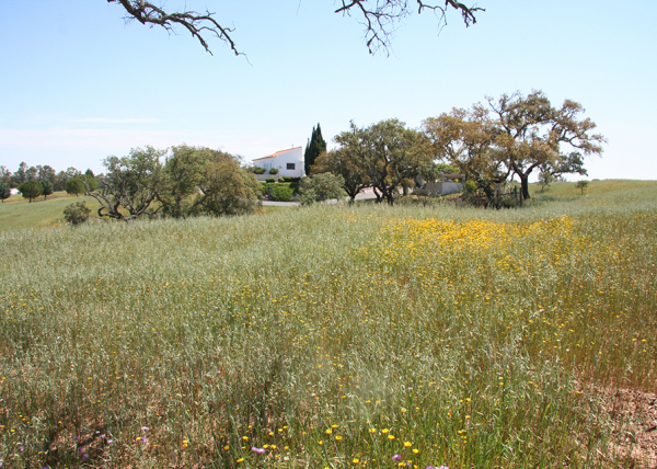 View of property from South West corner