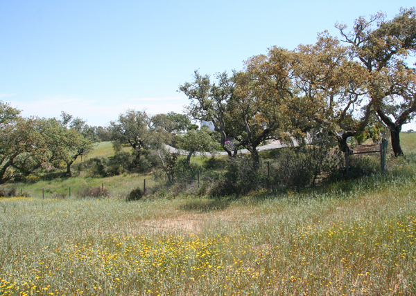 Wooded Western side of property