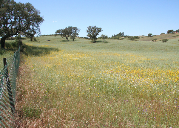 Western parcel of land from lane